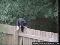 fence GIF