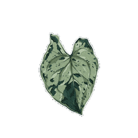 Plant Sticker by Hankō