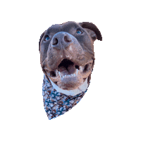 Pitbull Pit Sticker by Geekster Pets