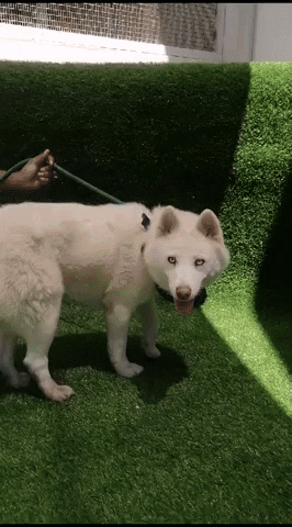 SPCA giphyupload GIF