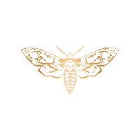 goldenmothpl sopot goldenmoth goldenmothsopot golden moth Sticker