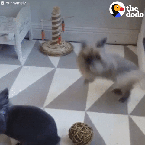 bunny rabbit GIF by The Dodo
