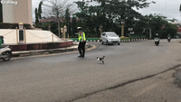Police Officer Helps Kitty Cross the Street