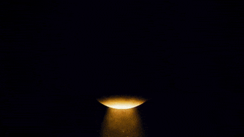 Seal Curie GIF by Einhorn's Epic Productions