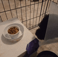 Casper GIF