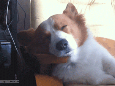 wake-up corgi GIF