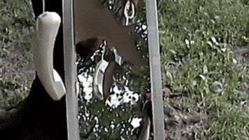 Phone Band GIF by Topshelf Records