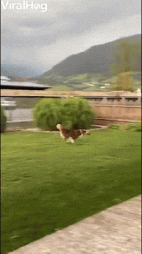 Crazy Juna Dog Gets Garden Zoomies 