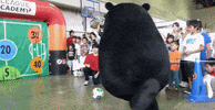 kumamon GIF