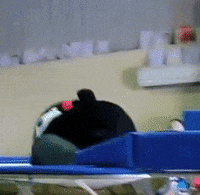 kumamon GIF
