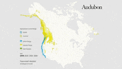 townsend's warbler GIF by audubon