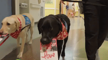 Labradors Deliver Valentine's Day Cards, Cuddles at Children's Hospital in Houston