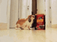 rabbit eating GIF