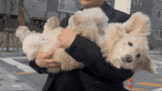 lulu__mix dog 강아지 인절미 무념무상 GIF