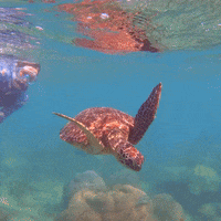 Turtle GIF