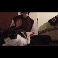 Zeytin GIF