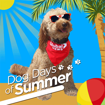 Dog Days Of Summer GIF by Global News