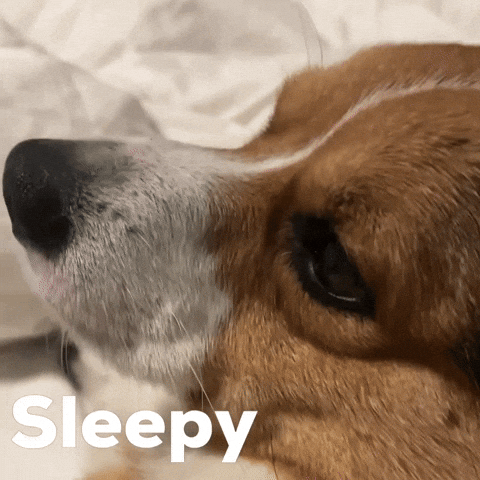 Sleepy Dog GIF