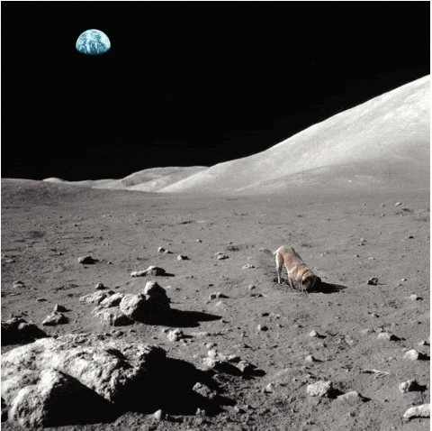 Bergenzian giphyupload GIF