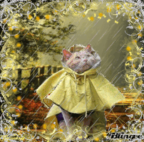 rainy GIF