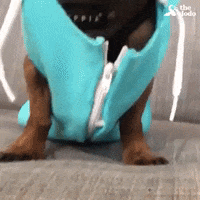 dog dachshund GIF by The Dodo