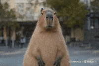 Capybara GIF by Studio Voisier