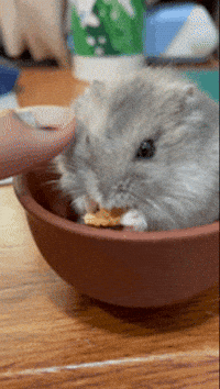 chris83811 驚嚇 brownsugar 倉鼠 zaco GIF