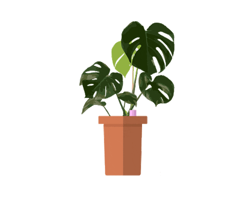 plantsnorkel giphyupload monstera houseplants plantsnorkel Sticker