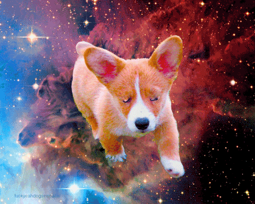dogs in space dog GIF