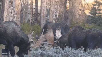 Moose Fight Club: 3 Bull Moose Clash Antlers in Southern Wyoming Melee