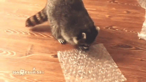 popopopopopopopop GIF