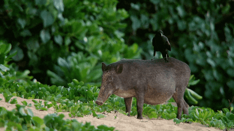 When Nature Calls Jump GIF by ABC Network