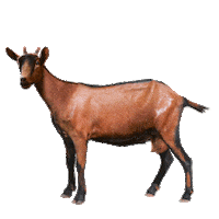 chevre Sticker by danslevrai