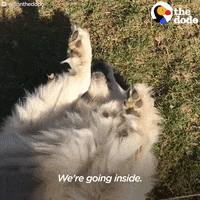 Golden Retriever Dog GIF by The Dodo