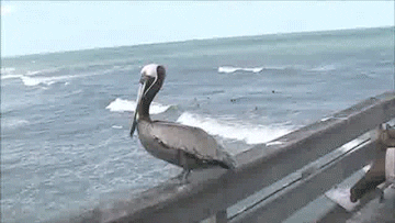 pelican Patrol GIF