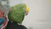 National Geographic Dance GIF by Nat Geo Wild