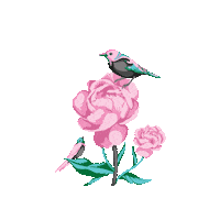 saragiacomelliillustration pink nature flower green Sticker