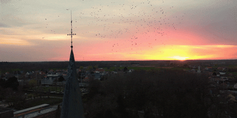 Bird Church GIF by Moments of Colour