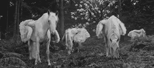 fly wings GIF