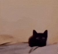 Cat Explode GIF