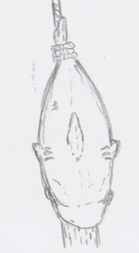 shark week illustration GIF by Alexander Lansang