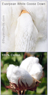 feathers GIF