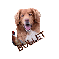 Bullet Bulletthehero Bulletthedog Ducktoller Dog Birddog Huntingdog Hunt Hunting Sticker