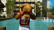 houstoncougars houston sasha gocoogs shasta GIF