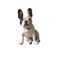spottedbyhumphrey dog puppy bulldog frenchie Sticker