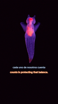 Into The Deep GIF by Monterey Bay Aquarium