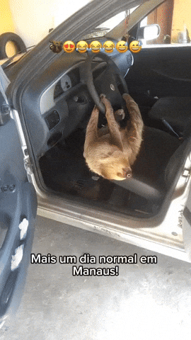 cuteanimalland giphyupload GIF