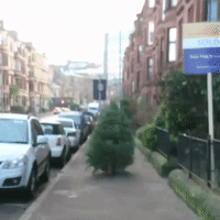Festive Tree Takes A Walk