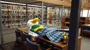 Gulls GIF by Endicott College