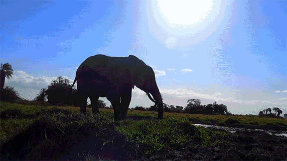 Spion in de wilde vogel GIF door ThirteenWNET
